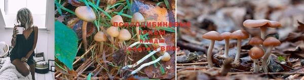 трава Арсеньев